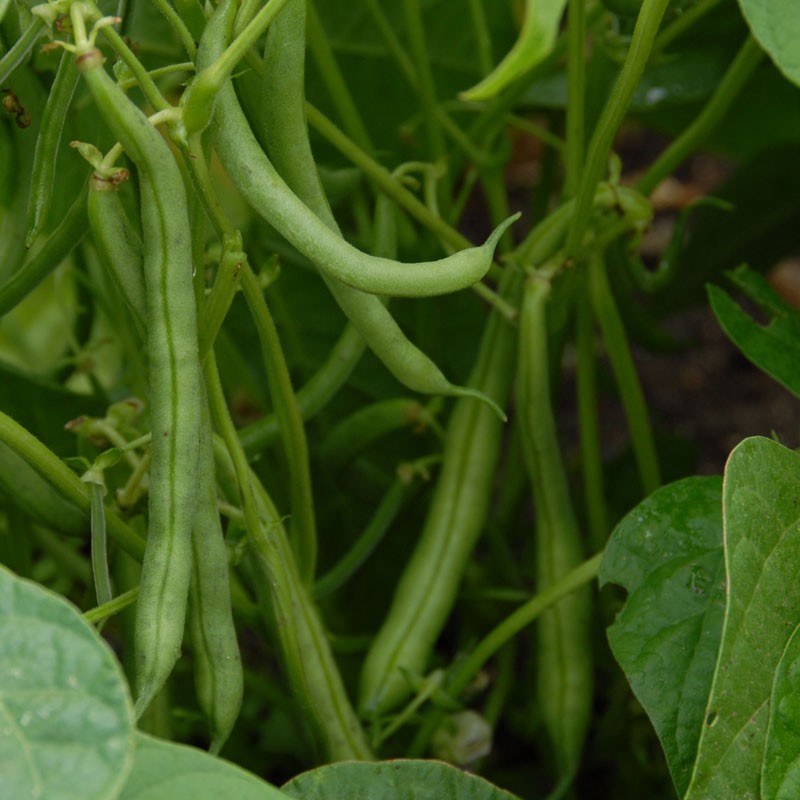 Dwarf French Bean Seed 'Tendergreen'