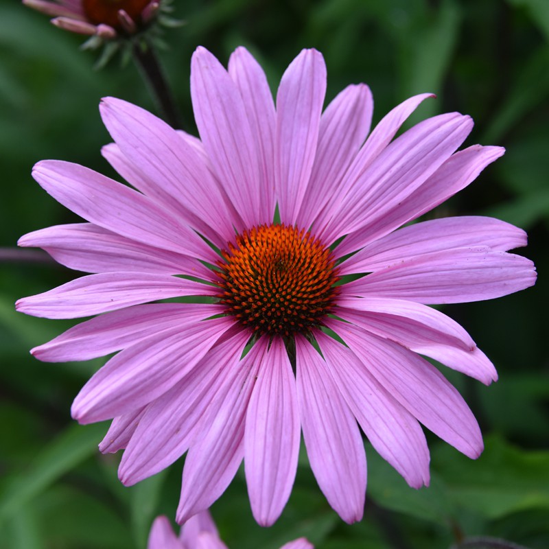 Coneflower 'Primadonna Deep Rose Pink' (Echinacea)