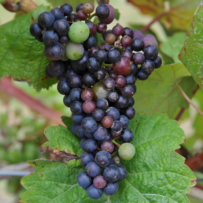 Dornfelder Grape Vine | Vitis vinifera | Buy Online