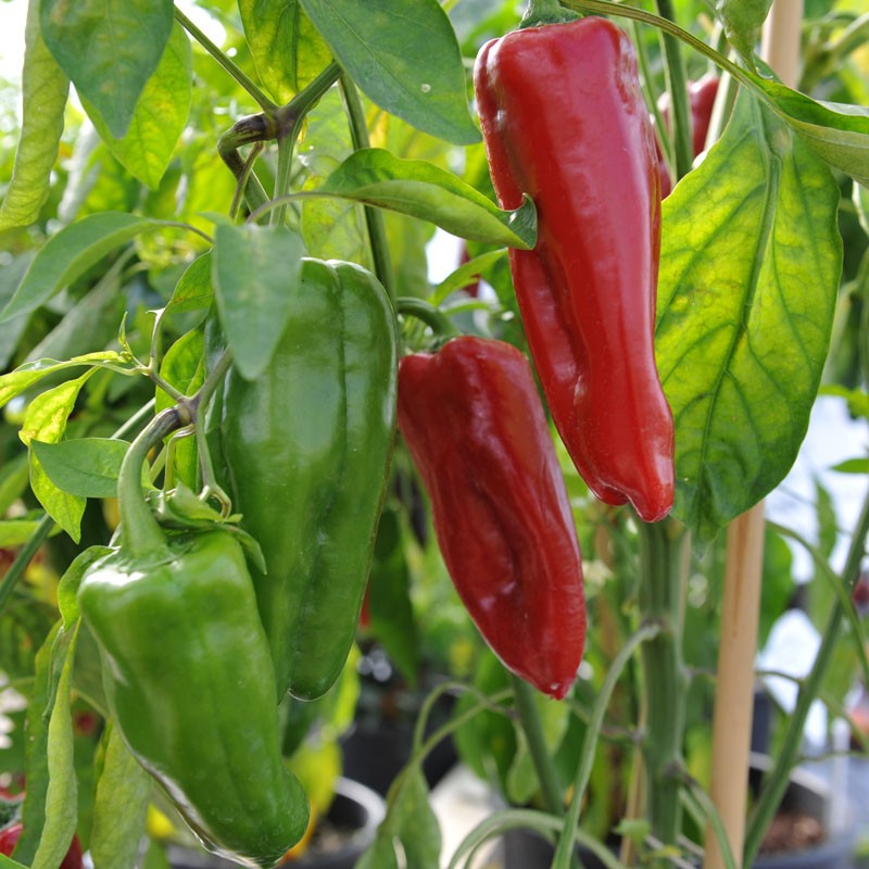 red pepper plant