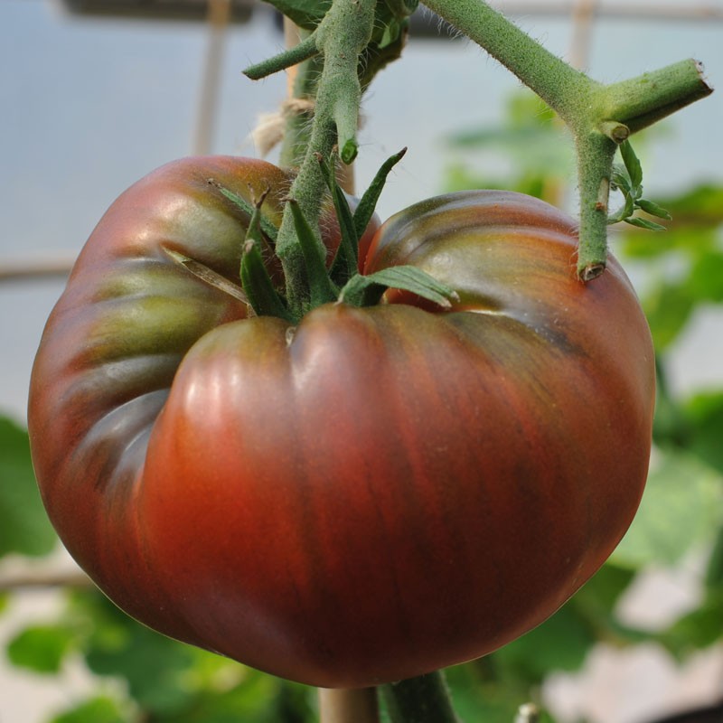 Black Krim Tomato Seed | Solanum lycopersicum | Buy Online