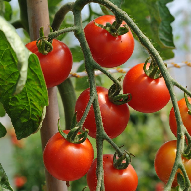 Tomato Seed 'Gardener's Delight' (Cordon Tomato)