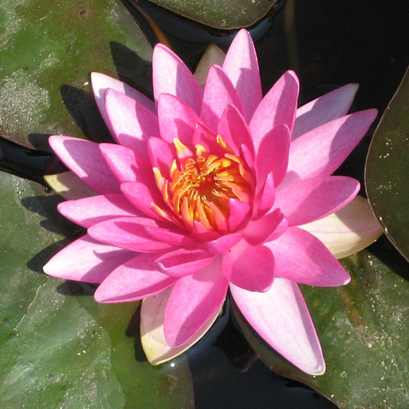 Water Lily 'Charles de Meurville' (Nymphaea)