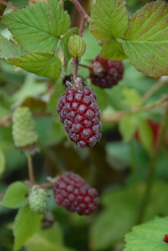 Tayberry Plant | Rubus fruticosus x R. idaeus | Buy online