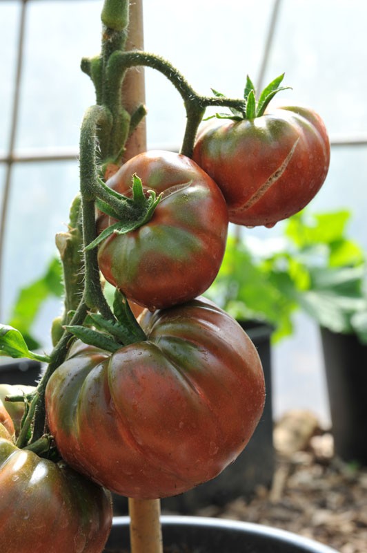 Krim Tomato Plant | Solanum lycopersicum | Cordon Tomato | Buy Online