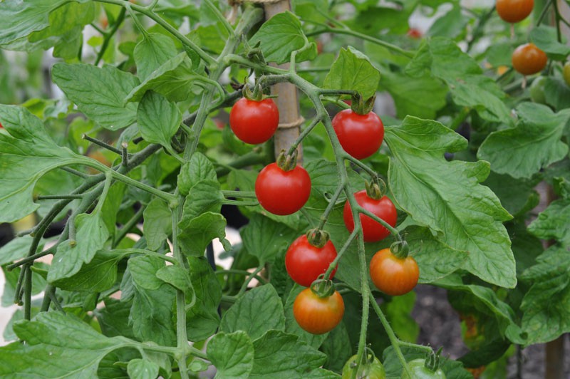 Super Sweet 100 Tomato Plant Cordon Tomato Buy Online