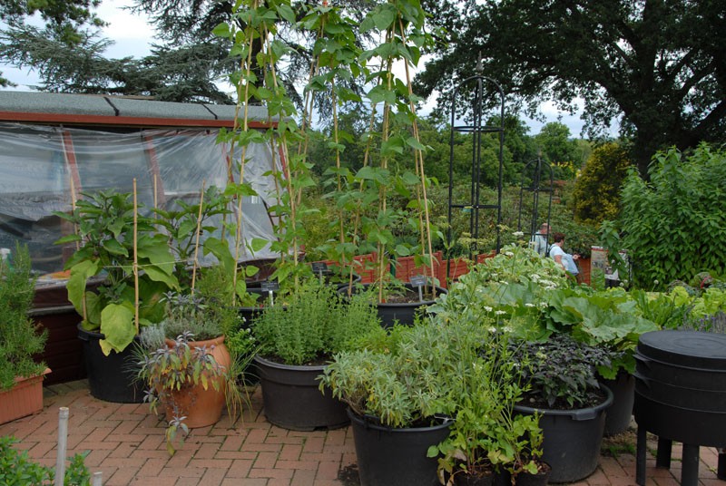 wisley-container-vegetable-gardening-001.jpg